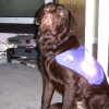 assistance-labradors-10