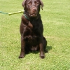 assistance-labradors-12