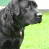 assistance-labradors-13