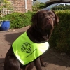 assistance-labradors-6