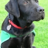 assistance-labradors-9