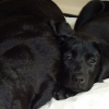 crufts11-001-medium
