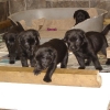 pups_at_4_weeks_001-medium1