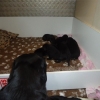 dogs-dec-2011-057-medium