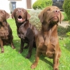 labradors_004