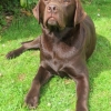 labradors_026