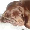 dogs-dec-2011-001-medium-300x225