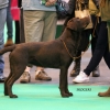 2013_03_09_crufts_13_5613_copy_web