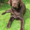 labradors_028